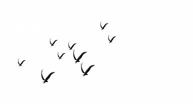 水墨黑白带通道飞鸟群视频视频的预览图